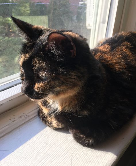 Tortoise Shell Cat, Cat People, Calico Cat, Cat Aesthetic, Cute Cats And Kittens, Funny Cute Cats, Warrior Cats, Pretty Cats, Crazy Cat Lady