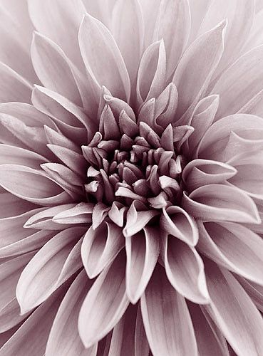 40395 | Close up duotone image of dahlia 'dazzler'. Flower, … | Flickr Flor Iphone Wallpaper, Lady Like, Bag Collection, White Photo, Flowers Photography, Pretty Flowers, New Bag, Color Inspiration, Dahlia