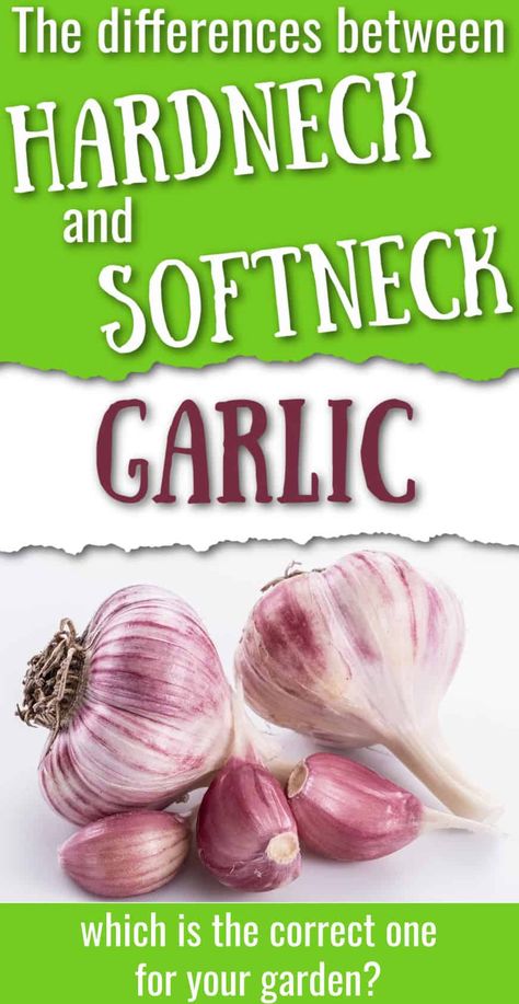 Curing Garlic, Garlic Garden, Garlic Flower, Hardneck Garlic, Harvesting Garlic, How To Store Garlic, Red Russian, When To Plant Vegetables, Planting Garlic