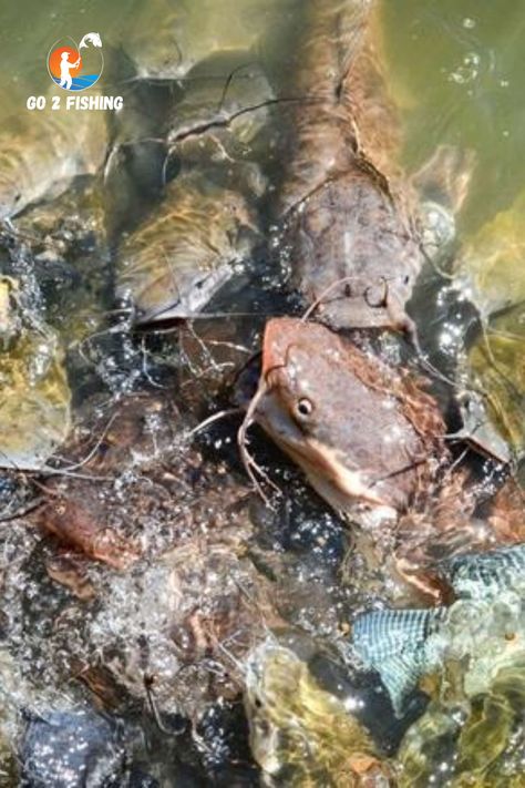 Explore the fascinating world of catfish farming – a journey of resilience, versatility, and success! 🌊🐟 Uncover the reasons behind its popularity and start your own adventure. #Go2Fishing #Fishing #Fishinglife #CatfishAdventure #FarmingSuccess #CatfishFarming #FishFarmers #SustainableFarming Catfish Pond, Catfish Farming, Blue Catfish, Pond Construction, Channel Catfish, Fishing Tips And Tricks, Soil Testing, Sustainable Farming, Water Sources