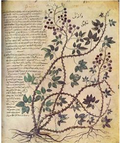 Blackberry Briar معرض فني, Plant Study, Illustration Botanique, Medieval Manuscript, Scientific Illustration, Illuminated Manuscripts, Botanical Illustrations, Botanical Drawings, Illuminated Manuscript