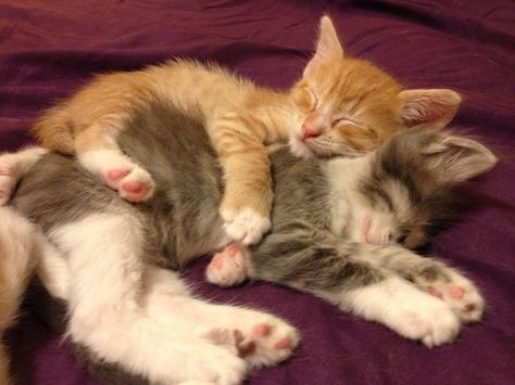 Spoon Cuddling, Sleeping Kittens, Sleeping Animals, Funny Cat Photos, Sleeping Kitten, Baby Kittens, Adorable Cats, Kitty Love, Funny Cat Pictures