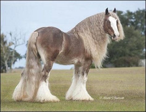 Bullet. Silver bay Gypsy Vanner stallion | Still Horse Crazy After ... Silver Bay, Clydesdale Horses, Big Horses, Most Beautiful Horses, Majestic Horse, All The Pretty Horses, Clydesdale, Draft Horses, Cute Horses