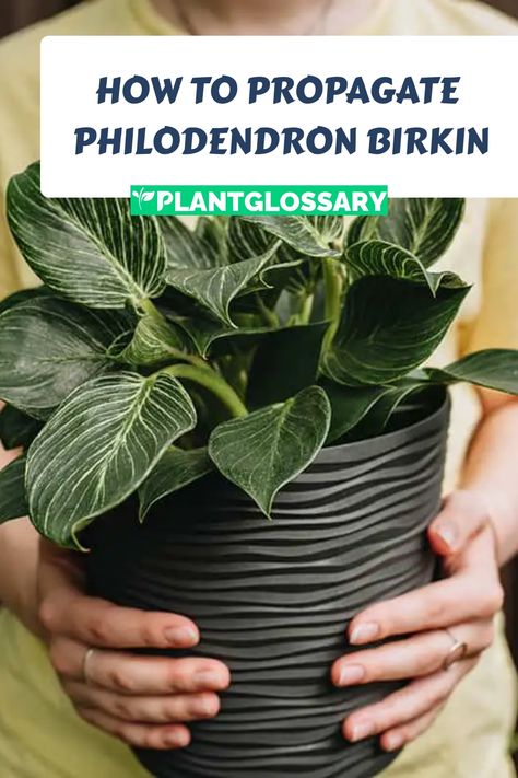 How to Propagate Philodendron Birkin Philodendron Birkin Propagation, Philodendron Plant Varieties, Propagate Philodendron, Philodendron Types, Birkin Plant, Philodendron Birkin, Air Layering, Philodendron Plant, Heat Mat