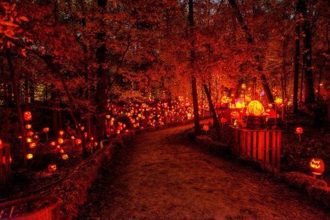 Minnesota's glowing pumpkin trail is an event like no other! More than 5,000 intricately carved pumpkins will light up the night a the zoo this fall. Jack O Lantern Spectacular, Fall Travel, Halloween Event, Halloween Festival, Louisville Ky, Autumn Activities, Light Show, Dia De Muertos, In The Woods