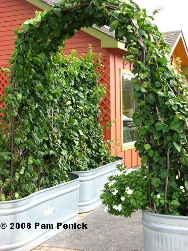 make a welcoming entry by placing a tank on either side of a pathway, connecting the two containers with an arched metal trellis, Backyard Arch, Kiwi Trellis, Movable Garden, Stock Tank Gardening, Trellis Diy, Tin Planters, Edible Gardens, Metal Trellis, Garden Obelisk