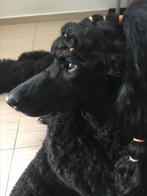 Poodle Banding, Poodle Groom, Poodle Hairstyles, Poodle Hair, Poodle Haircut, Poodle Cuts, Creative Grooming, Black Poodle, Pretty Poodles