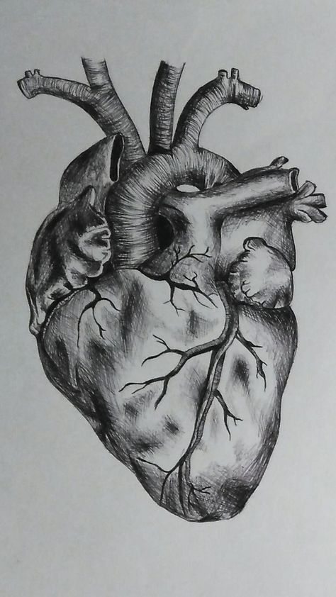 Heart Drawing Realistic Sketch, Pen Heart Drawing, Drawings Of Hearts Sketches, Art Gcse Drawings, Heart In Rib Cage Drawing, Abstract Heart Drawing, Heart Charcoal Drawing, Beautiful Heart Drawing, How To Draw A Real Heart