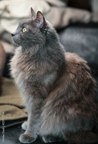 Nebelung Cat, Nebelung, Grey Kitten, Grey Cat, Majestic Animals, Russian Blue, Kitty Cats, Cat Friendly, Pretty Cats