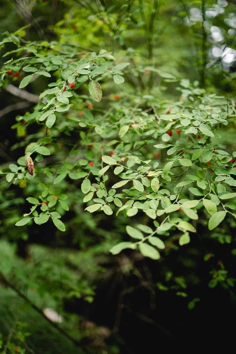 All About Red Huckleberry (Vaccinium parvifolium) Red Huckleberry, Huckleberry Bush, Wood Chip Mulch, Landscape Maintenance, Conifer Trees, Permaculture Gardening, Natural Heritage, Central California, Landscape Services