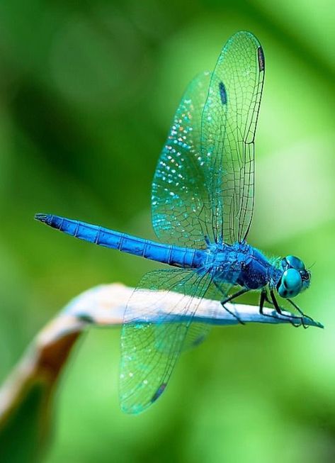 Dragonfly Facts, Dragonfly Artwork, Dragonfly Images, Dragonfly Photography, Dragonfly Photos, Dragonfly Painting, Dragonfly Tattoo Design, Watercolor Dragonfly, Damselflies