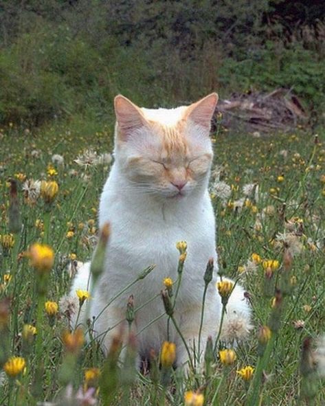 #cottagecore #springcore #cat #animals The Grass, In The Middle, The Middle, Orange, White