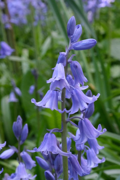 Spanish Bluebells, Dutch Iris, Blue Bell Flowers, Fall Bulbs, Daffodil Bulbs, Tulip Bulbs, Spring Flowering Bulbs, Spring Bulbs, Winter Flowers