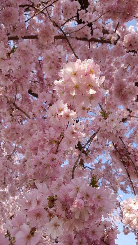 Japanese Cherry Tree, Spring Scenery, Canada Photography, Cherry Blossom Season, Sakura Tree, Lovely Flowers Wallpaper, Nothing But Flowers, Pretty Landscapes, Pastel Pink Aesthetic