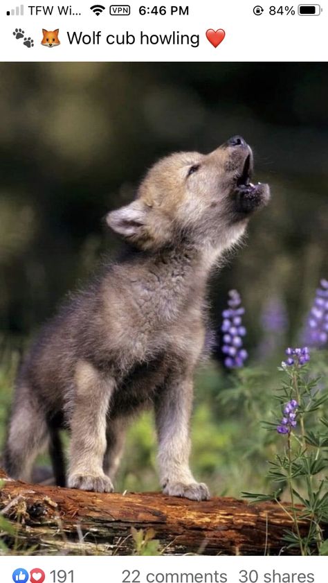 Pet Wolf, Baby Wolves, Wolf Clothing, Regard Animal, Aesthetic Animals, Animal Anime, Baby Wolf, Wolf Pup, Wild Animals Pictures