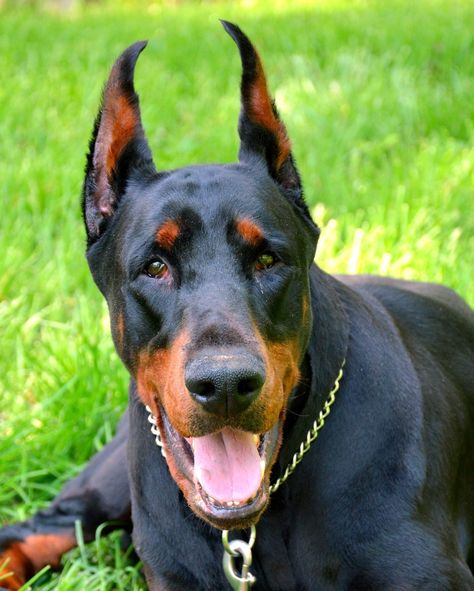 Dog Breeds Big, Best Large Dog Breeds, Facts About Dogs, Trending Things, Smartest Dogs, Smartest Dog Breeds, Cute Puppies And Kittens, Dog Breeds List, Doberman Pinscher Dog