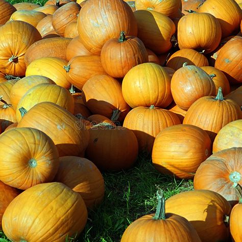 Harvest. Heap of pumpkins , #SPONSORED, #Harvest, #Heap, #pumpkins #ad Fall Market, Business Cards Photography, Fruits Images, Card Photography, Types Of Photography, Gourds, Pumpkins, Business Card, Royalty Free Stock Photos