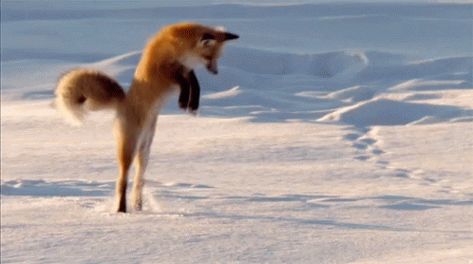 Fox Jump GIF - Fox Jump Snow - Discover & Share GIFs Fox Gif, Jumping Gif, Jumping Fox, Crazy Animals, Fabulous Fox, African Wild Dog, Fox Spirit, Wild Creatures, Favorite Animal