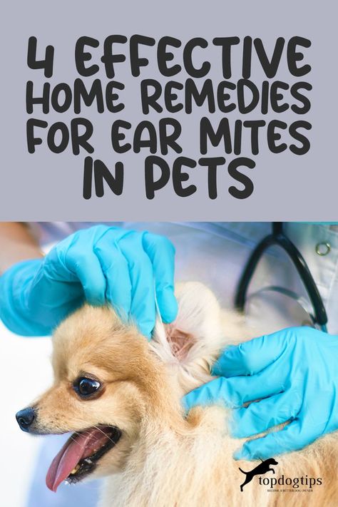 4 Homemade Remedies Your Pets Will Thank You For Ear Mites In Dogs Remedies Home, Ear Mites In Dogs Remedies, Dog Itchy Ears, Ear Mites In Cats, Ear Mites In Dogs, Itchy Dog Ears, Dog Ear Mites, Mites On Dogs, Dog Chart