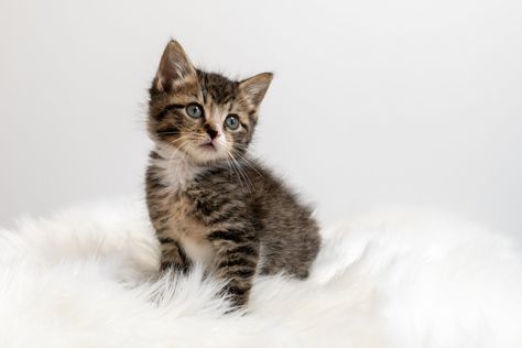 Kitten Pictures Ideas, Newborn Kitten Photoshoot, Kitten Portrait Photography, Kittens Photoshoot, Kitten Photoshoot Ideas, Kitty Photoshoot, Kitten Photoshoot, Kitten Photography, Teacup Kitten