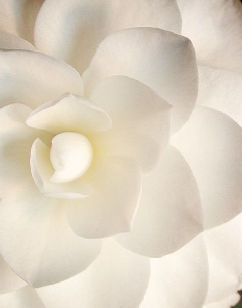 Camelia Cuadros Diy, White Camellia, Image Nature, Colorful Roses, Simply White, Shades Of White, Beautiful Blooms, White Flower, Pure White