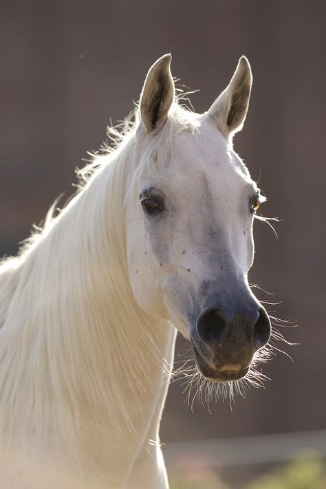 White Arabian Horse, Horse Faces, Egyptian Arabian Horses, Horse Arabian, Soulful Eyes, Pattern Coat, Horse Face, Dream Horse, Majestic Animals