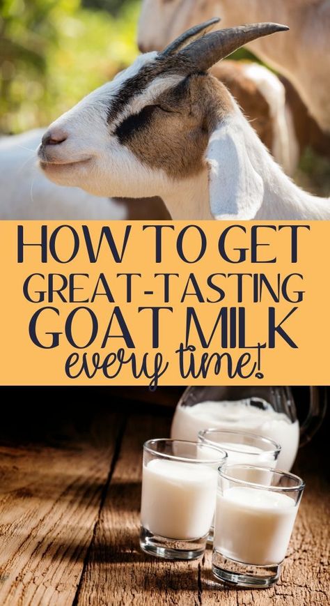 Tips on what to do if your goat milk tastes goaty. How to have goat milk that taste delicious. 8 tips to great tasting goat milk. How to milk a goat the right way. Goat milking tips. Goat milking 101 #goatmilk #dairygoats #backyardfarming Sick Goat Remedies, What To Do With Goat Milk, What To Do With Goats Milk, Goat Milking Station, Goat Farming Ideas, Goats Milk Soap Recipe, Goat Milk Butter, Goat Feeders, Goat Fencing