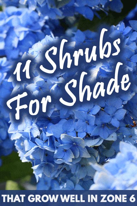 11 Shrubs For Shade That Grow Well In Zone 6 - Garden Tabs Shrubs In Front Of House Shade, Best Plants For Zone 6, Zone 6 Backyard Landscaping, Zone 6 Shade Perennials, Shrubs That Grow In Shade, Zone 6 Landscaping Front Yards, Garden Zone 9b Plants, Landscaping Zone 6, Landscape Ideas Zone 6