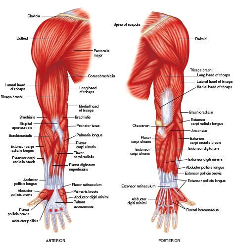 Muscles Of Upper Limb, Leg Muscles Anatomy, Upper Limb Anatomy, Body Muscle Anatomy, Muscular System Anatomy, Human Muscular System, Muscle Diagram, Arm Anatomy, Human Skeleton Anatomy