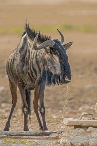 Blue Wildebeest Blue Wildebeest, African Antelope, Amazing Scenery, Africa Wildlife, Africa Do Sul, Maputo, Wild Creatures, Unusual Animals, African Wildlife