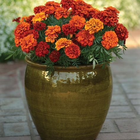 Marigolds In Garden, Marigold Seeds, French Marigold, Full Sun Flowers, Growing Marigolds, Planting Marigolds, Hydrangea Garden, Flower Pots Outdoor, Marigold Flower