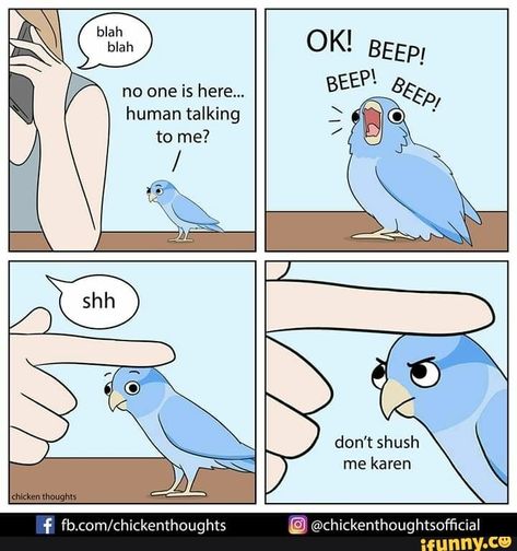 Found on iFunny Chicken Thoughts, Bird Owner, Create A Comic, Funny Parrots, Blue Boy, Funny Birds, Animal Behavior, Funny Animal Memes, Bird Drawings