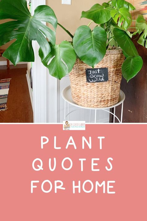 These 35 funny plant quotes and garden quotes will bring some sass to your home or garden area! Use the short and simple sayings to make outdoor garden signs or chalkboards and letter boards for the inside of your house. These quotes are great ways to add decor to display around your growing potted houseplants, hanging plants, air plants, succulents, and garden plants! Displaying houseplants with fun, cute quotes will add more life to your place! Plants Quotes Life Inspiration, Plant Signs Diy, Quotes On Signs, Funny Plant Quotes, Succulent Quotes, Plant Quotes, Simple Sayings, Plant Puns, Plant Signs