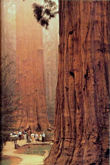 California Redwoods, Muir Woods, Redwood Tree, Redwood Forest, Sequoia National Park, Red Wood, Big Sur, Vacation Destinations, Vacation Spots