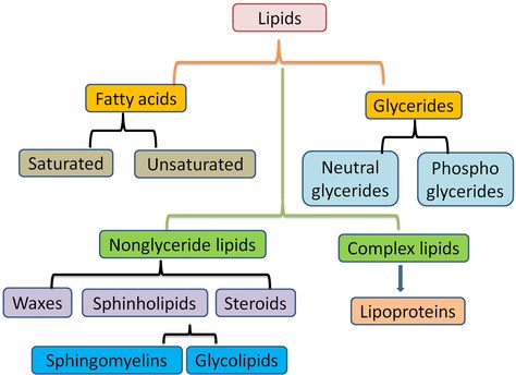 Classification of lipids Classification Of Carbohydrates, Carbohydrates Biology, Biochemistry Notes, Biology Revision, Study Biology, Biology Classroom, Complex Carbohydrates, High School Biology, Chemistry Notes