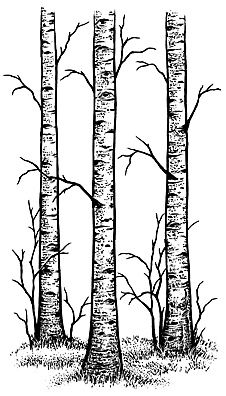 312I Birch Trees in bag 1 Aspen Trees Tattoo, Birch Tree Tattoos, 자작나무 그림, Landscape Drawing Tutorial, Tree Drawing Simple, Arte Ninja, Birch Tree Art, Black Paper Drawing, Tree Sketches