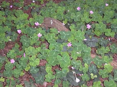 REDWOOD SORELL // Oxalis oregana, known commonly as redwood sorrel because it's found up and down the West Coast as an understory plant in redwood and fir forests, is a tough, shade-loving native ground cover. Oxalis Varieties, Understory Plants, Landscaping Around Trees, Habitat Garden, Garden Catalogs, Drought Tolerant Garden, Redwood Tree, Ground Cover Plants, Woodland Garden