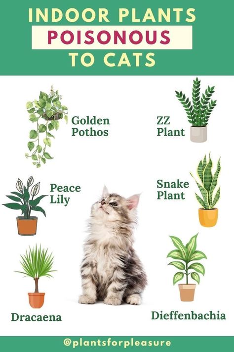 Plants Bad For Cats, House Plants Cats Wont Eat, Houseplants Poisonous To Cats, Plants Harmful To Cats, Plants That Are Toxic To Cats, Non Toxic House Plants Cat, Plants Cats Can Eat, Cat Friendly House Plants, Plants Good For Cats