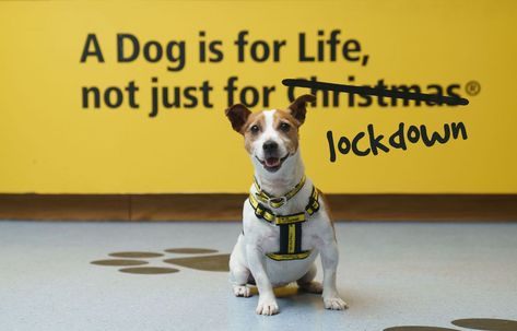 Dogs are for life, not just for lockdown, urge the Dogs Trust Famous Slogans, Gardening Tricks, Garden Room Ideas, Smooth Fox Terriers, Pooper Scooper, Dogs Trust, Charity Project, Getting A Puppy, Puppy Adoption