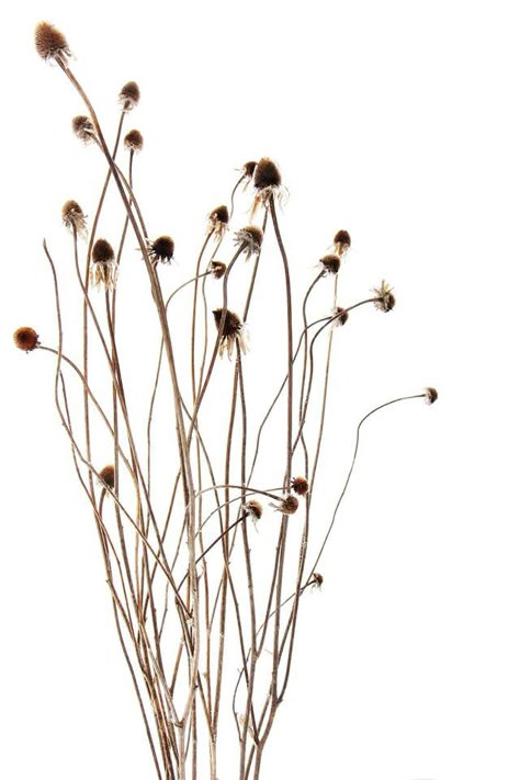 Mary Jo Hoffman, Dried Plants, Seed Heads, Seed Pods, Grasses, Botanical Illustration, A White Background, Botanical Art, Flowers Plants