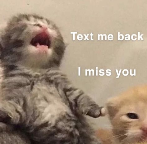 But I Love Him, Text Love, Funny Looking Cats, Cute Love Memes, Silly Cats Pictures, Cute Cats Photos, Funny Animal Jokes, Silly Animals, Funny Cat Pictures