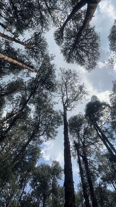 This is pine forest in ooty. Pine Forest Ooty Photography, Pine Forest Ooty, Kodaikanal Photography, Pine Forest Photography, Ooty Tourist Places, Ooty Trip, Grunge Photos, Kodaikanal, Nainital