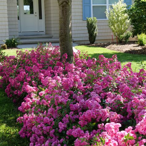 Oso Easy Roses, Landscaping With Roses, Rose Care, Proven Winners, Simple Rose, Flowering Shrubs, Screened Porch, The Plant, Easy Peasy