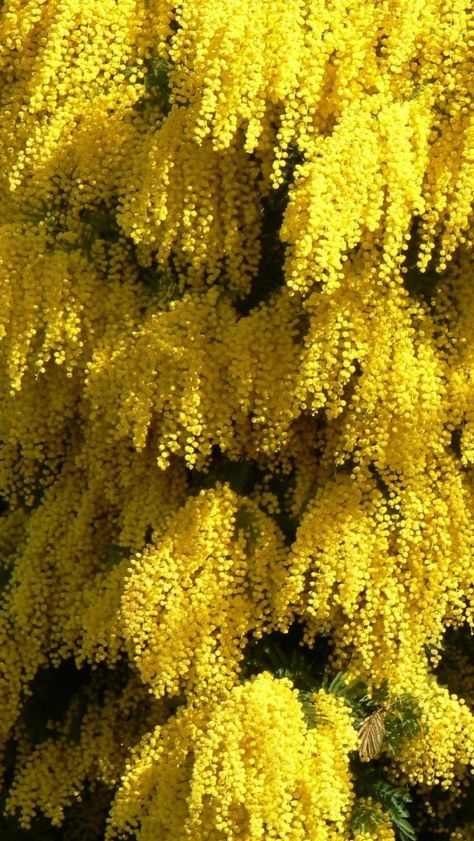 Mimosa Flower, Australian Flowers, Australian Native Flowers, Australian Plants, Australian Native Plants, Native Flowers, Australian Flora, Native Garden, Sunshine Yellow