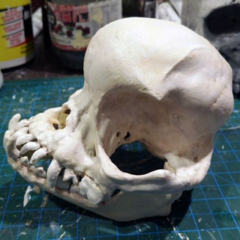 Cat Skull Front View, Cat Skull Photography, Pug Skull, Animal Skull Front View, Cat With Skull Fur, Dog Skull, The Hollow, A Pug, 3d Printable