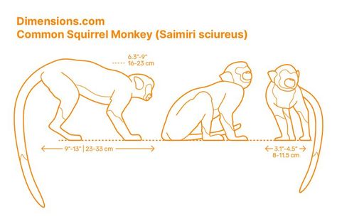 Mammals Animals, Monkey Drawing, Squirrel Monkey, Animals Information, Monkey Tattoos, Art Basics, Monkey Art, Perspective Art, Crocodiles