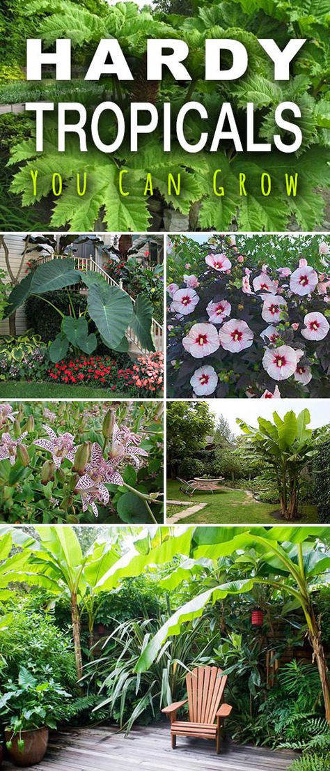 Hardy Tropical Plants You Can Grow! • The Garden Glove Hardy Tropical Plants, Palm Trees Garden, Tropical Patio, Tropical Landscape Design, Florida Landscaping, Tropical Garden Design, Tropical Backyard, Florida Gardening, Banana Plants