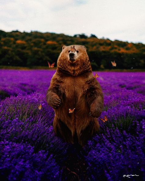 'i choose great' – by karen (instagram.com/karencantuq)  #surreal #photoshop #photomanipulation #karencantuq #bear #flowers #purple #butterflies Pets Photos, Beautiful Pets, Animal Photography Wildlife, Senior Project, Bear Pictures, Bear Art, Just Breathe, Amazing Animals, Be Great