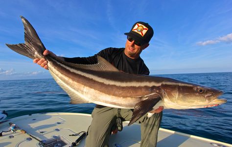 cobia (Rachycentron canadum) Cobia Fish, Website Building, Kayak Boats, Marine Fish, Small Business Website, Pier Fishing, Big Fish, Business Website, Beautiful Creatures