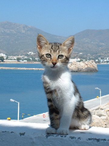 Greek Animals, Cat Personalities, Types Of Cats, Fancy Cats, Cat Stories, Feral Cats, Cat Behavior, Domestic Cat, Cat Rescue